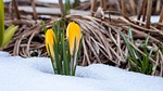 crocus flower wallpaper plant beautiful flowers winter snow stock photo