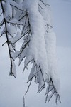 snow winter twigs landscape snowdrift nature stock photo