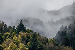 sea of clouds forest fog alpine nature stock photo