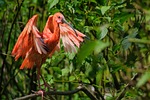 scarlet ibis bird animal wildlife eudocimus ruber plumage stock photo