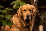 dog breed nature golden retriever animal mammal pet stock photo