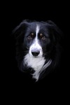 dog border collie canine pet nature domestic animal stock photo