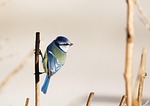 bird blue tit ornithology species fauna avian animal stock photo