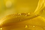 flower background petal wet wallpaper macro tulip yellow stock photo