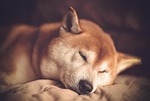dog breed shiba domestic animal mammal nature inu stock photo