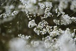 tree blossoms blooms spring blossom bloom nature white stock photo