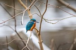 kingfisher bird perched animal feathers plumage beak bill stock photo