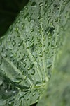 leaf waterdrops green dewdrops macro nature close up stock photo