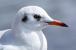 seagull bird animal perched gull seabird wildlife nature stock photo
