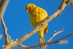bird saffron finch ornithology species fauna avian animal stock photo