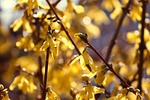 forsythia nature ornamental shrub bloom yellow spring gold stock photo