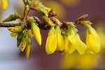 forsythia ornamental shrub bloom yellow spring gold bells stock photo