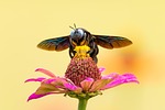 bee insect pollinate pollination flower winged wings beautiful stock photo