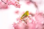 bird warbling white-eye ornithology species nature fauna avian stock photo