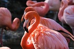 flamingo bird animal wading water aquatic wildlife plumage stock photo