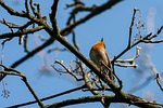 bird european robin ornithology species fauna avian animal stock photo