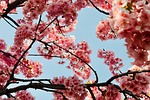 flowers cherry blossom nature flower wallpaper background beautiful stock photo