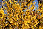 ornamental shrub nature blossoms golden lilac forsythia yellow stock photo