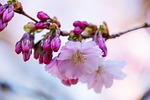 cherry blossom bloom branch nature spring boo stock photo