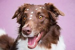 dog border collie pet animal nature canine doggy stock photo