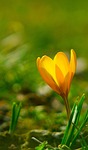 crocus flower yellow wallpaper background wildflower meadow nature stock photo