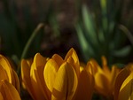 crocus yellow beautiful flowers flower background wallpaper spring stock photo