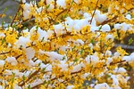 forsythia snow yellow flowers ornamental shrub spring blossom stock photo