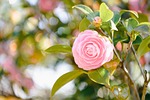 flower camellia bloom blossom nature japan landscape beautiful stock photo