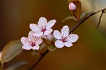 ornamental plum nature blossom petals pink flowers flowering stock photo