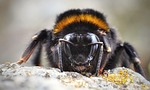 bumblebee insect macro close up stock photo