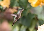 bird ornithology hummingbird green pollination species fauna avian stock photo