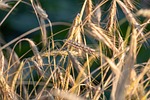 rye corn harvest organic macro stock photo