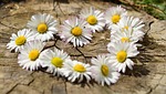 daisy heart blossoms flower spring heart-shaped love garden stock photo