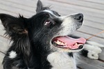 dog nature border collie pet animal canine outdoors stock photo