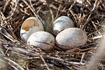 eggs nest hatched bird nature water stock photo