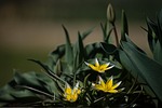 yellow flowers tulipa dasystemon tulip variety nature wallpaper stock photo