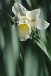 daffodil beautiful flowers flower white easter bell background stock photo
