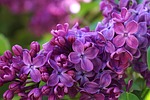 lilac flowers flower wallpaper plants cereal blooming bush stock photo
