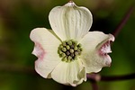 dogwood horn shrub cornus florida petals botany blossom stock photo