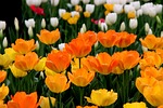 tulips 4k wallpaper cool backgrounds flower flowers garden stock photo