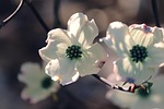 flowering dogwood nature cornus florida white flowers blossoms stock photo