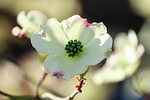 flowering dogwood cornus florida white flowers blossoms shrub stock photo