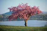 nature landscape tree lake blossom pink spring splendid stock photo