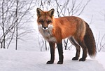 fox nature animals roux fauna wild animal snow stock photo
