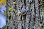 bird eurasian nuthatch wood tree ornithology wildlife species stock photo