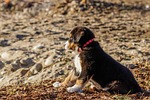 puppy bernese mountain dog beach canine pet nature stock photo