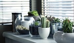 pots plants cactus succulents shelf window nature gardening stock photo