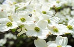 dogwood blossoms flowers flower background white wallpaper flora stock photo