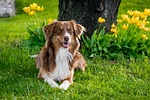 australian shepherd dog domestic animal garden tulips mammal stock photo