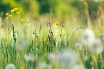 flowers buttercups flower background wallpaper dandelions wildflowers nature stock photo
